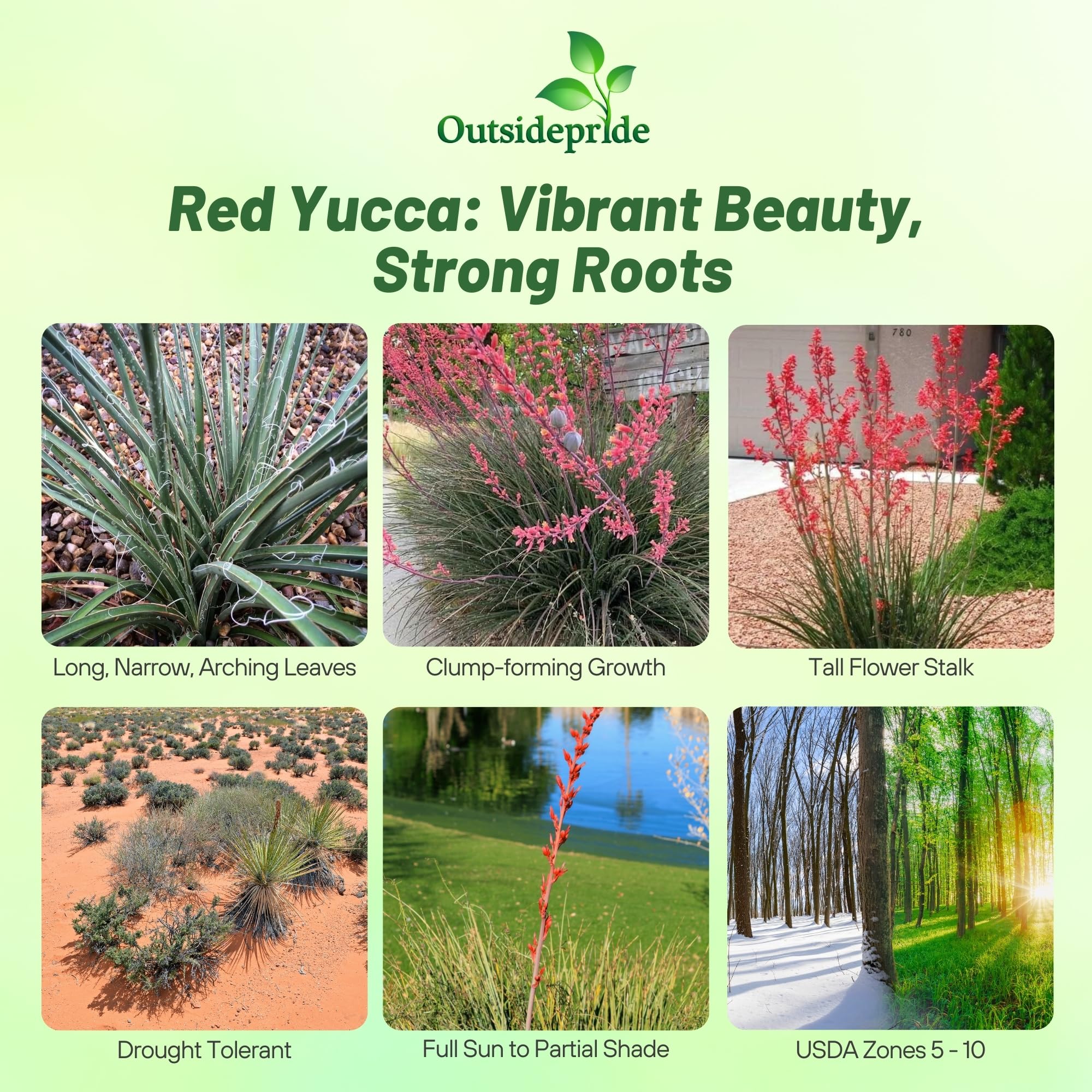 Amazon.com : Outsidepride Red Yucca Seeds for Planting - 50 Pcs