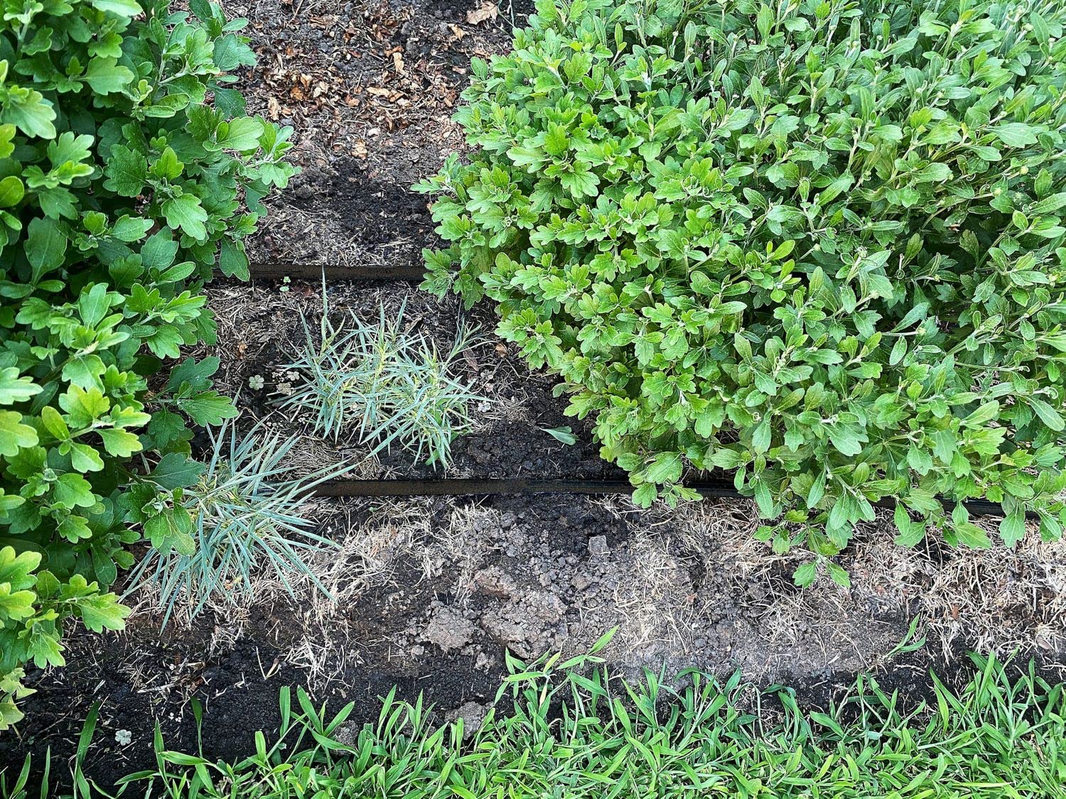 Tropfschlauch 60 m Perlschlauch 4x15 m Gartenbewässerung Bewässerung Set | BURI, Perlregner, gleichmäßige Wasserabgabe, Beete, Hecken, Gemüsegarten, Obststräucher, wassersparend, langlebig