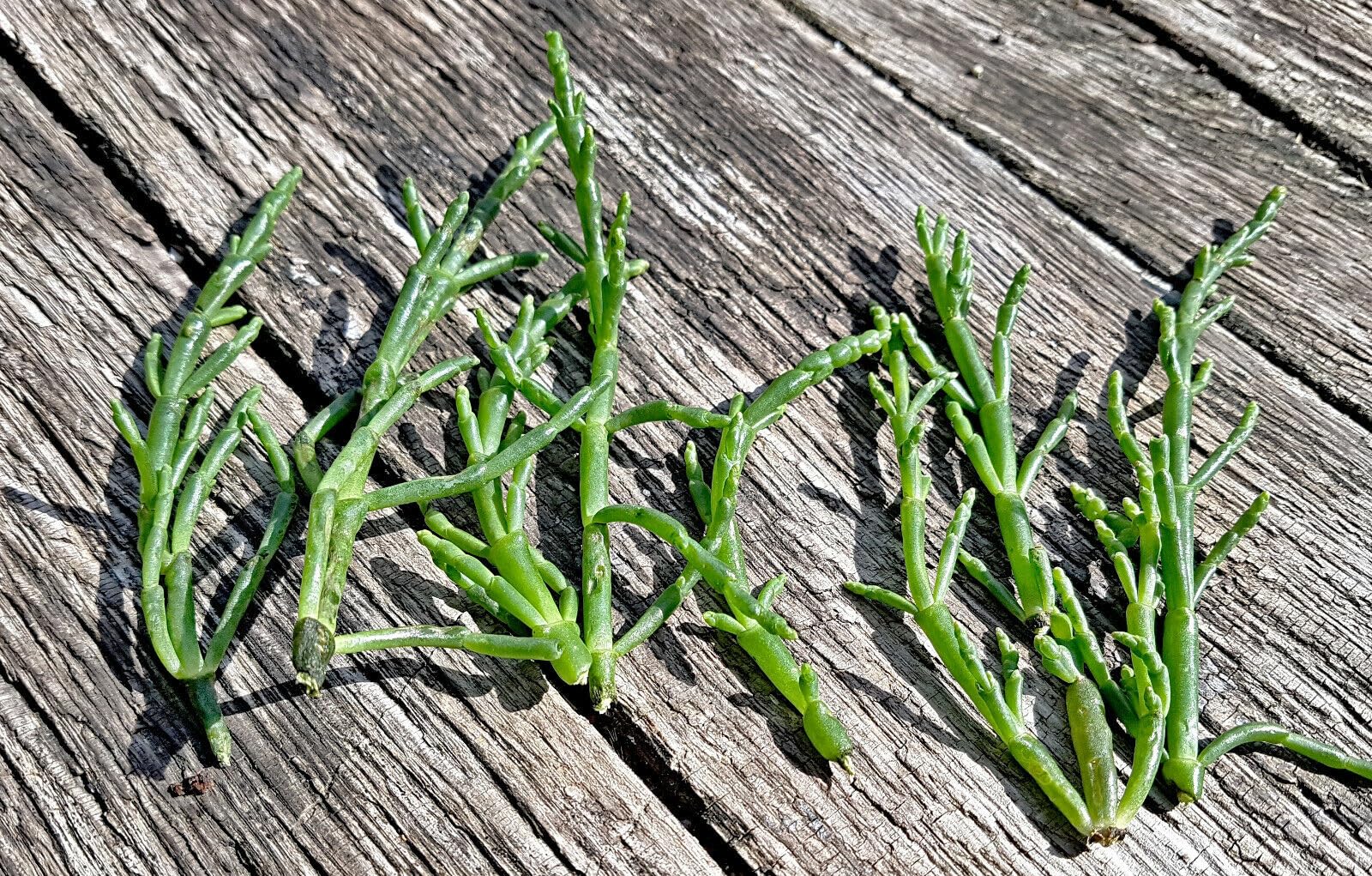 efeutute knstlich Kunstpflanzen | Knstliche Efeutute (Pothos) - Eimeo, 180 cm