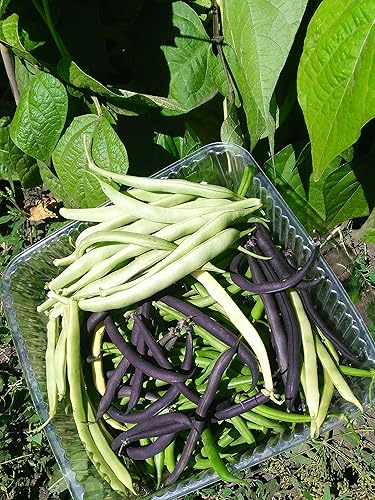 Miniatura 8 de Semillas Mardi Gras Mezcla de Frijoles Mezcla de Color Sin OMG Heirloom