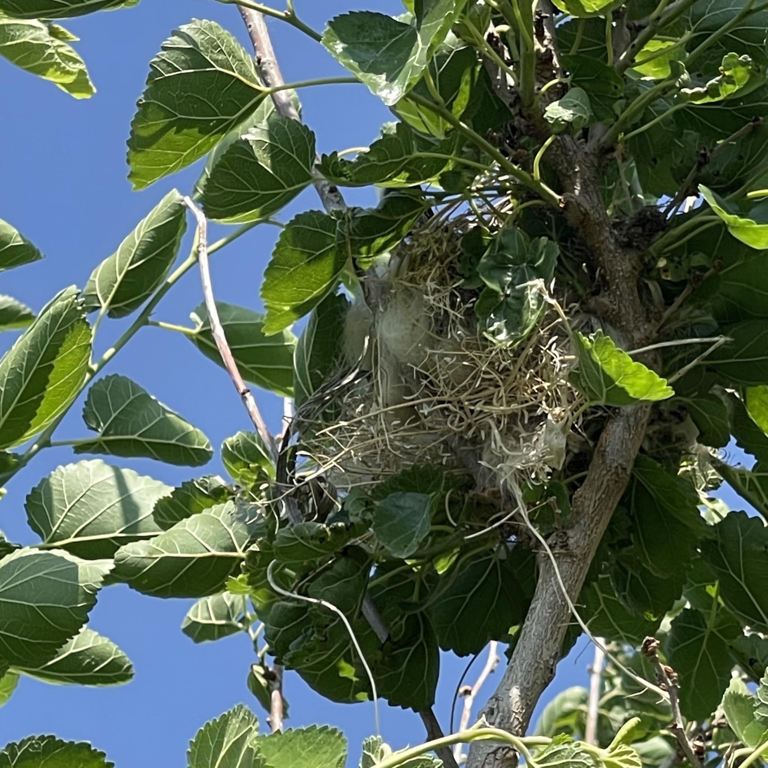 Songbird Essentials Nesting material