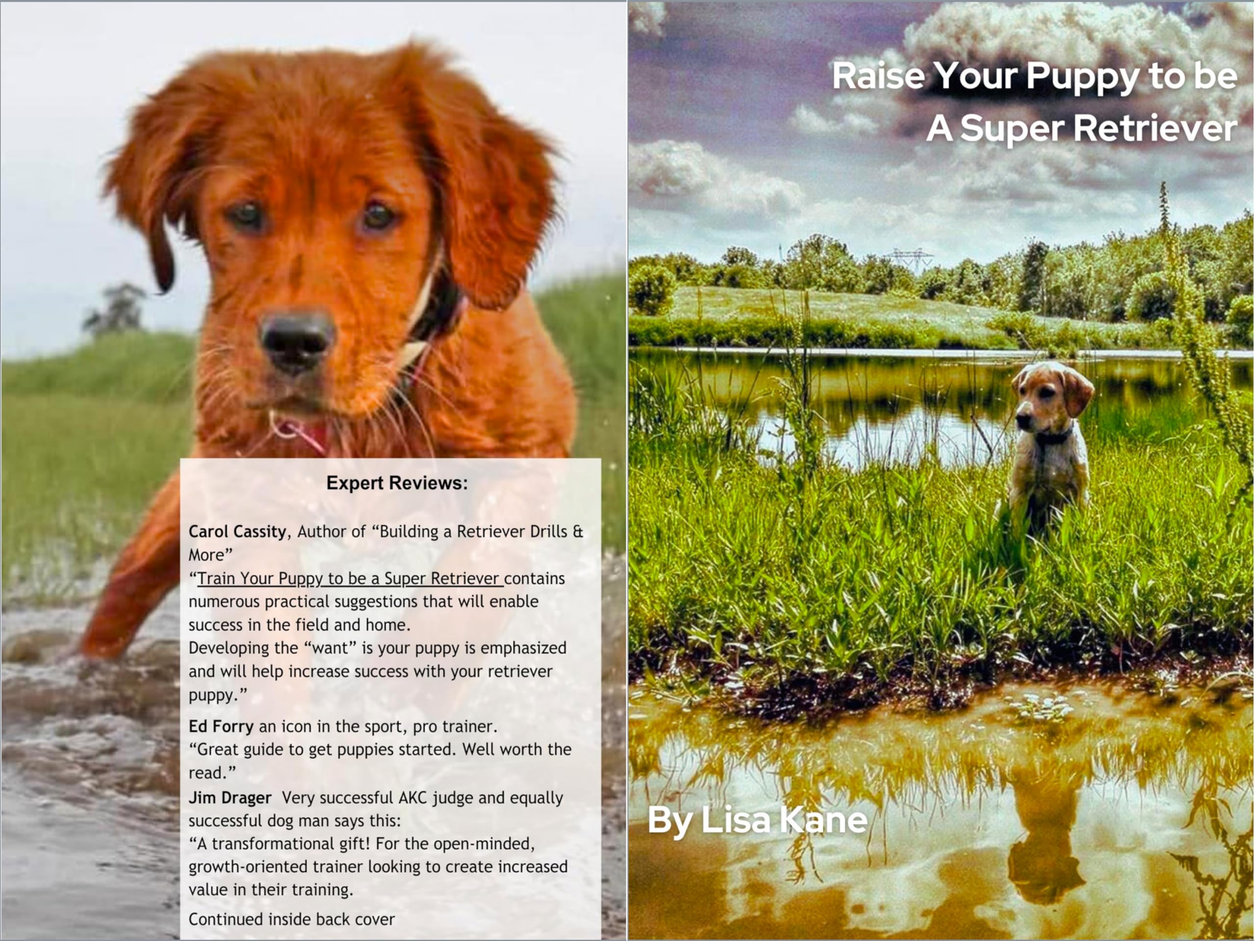 Training Your Puppy to be A Super Retriever