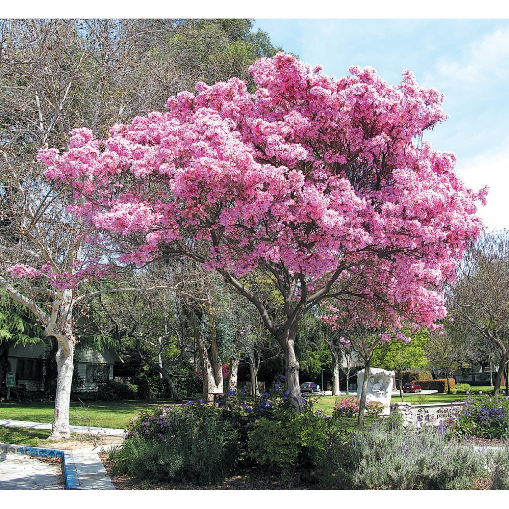 Buy CHUXAY GARDEN Tabebuia Heterophylla Seed,Pink Trumpet Tree 10
