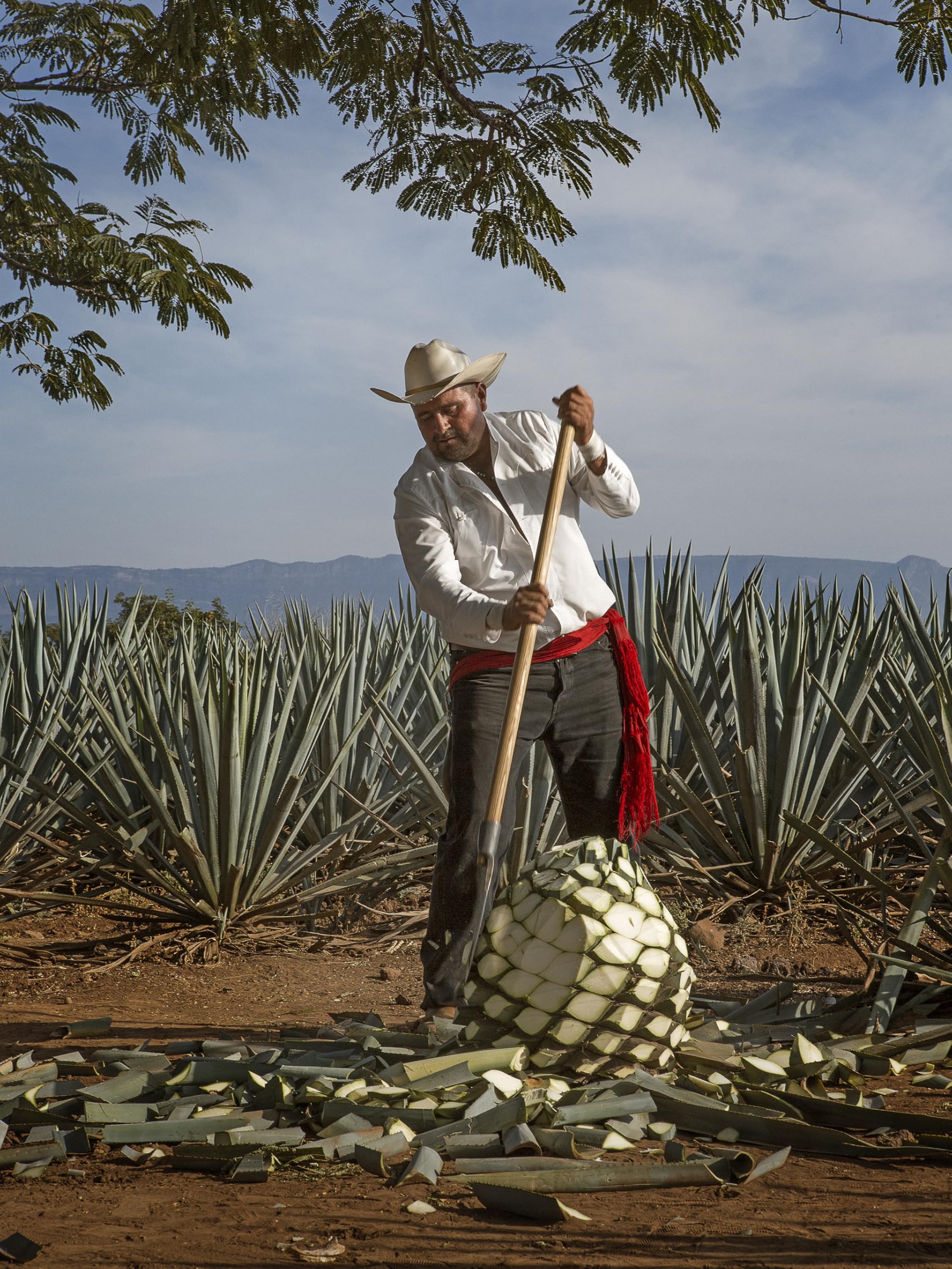 Jose Cuervo Reserva de la Familia Platino 70cl – Tequila super premium, non invecchiato. 40% vol