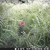 Se alle de natlige ting, der foregår.