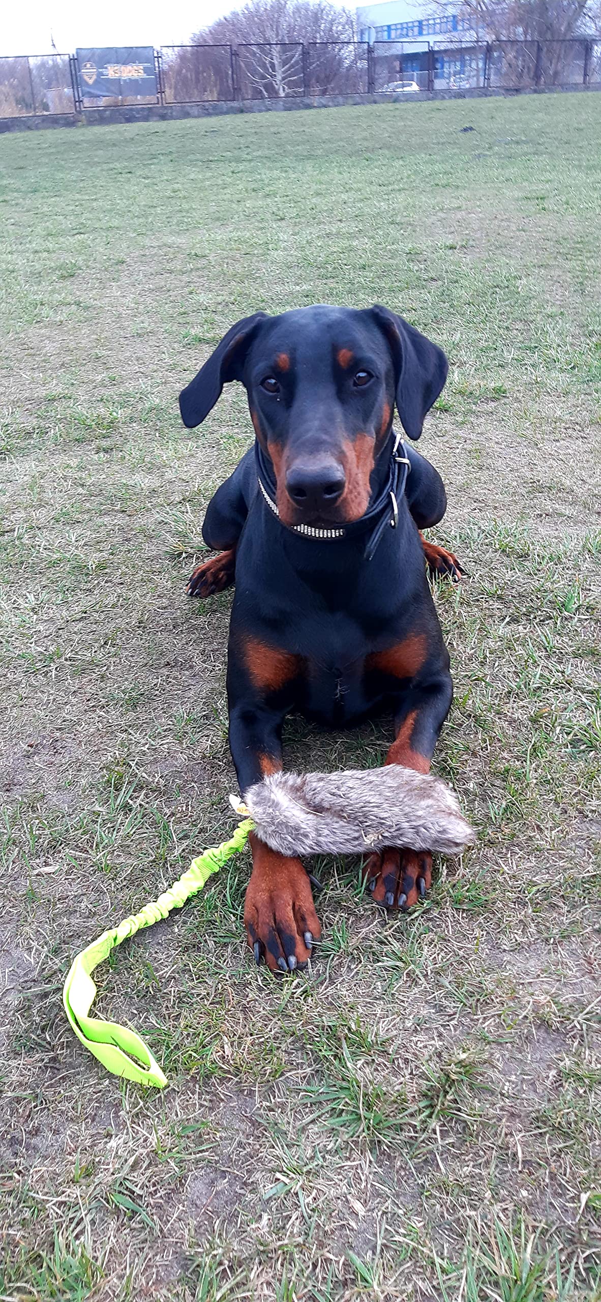 DINGO Fleece Set: 55 cm Chaser Toy and 150 cm Rope Dog Tug Hand Sewn Artificial Fur and Polypropylene with Squeaker and Shock-Absorber Handle for Training Agility - Image 4