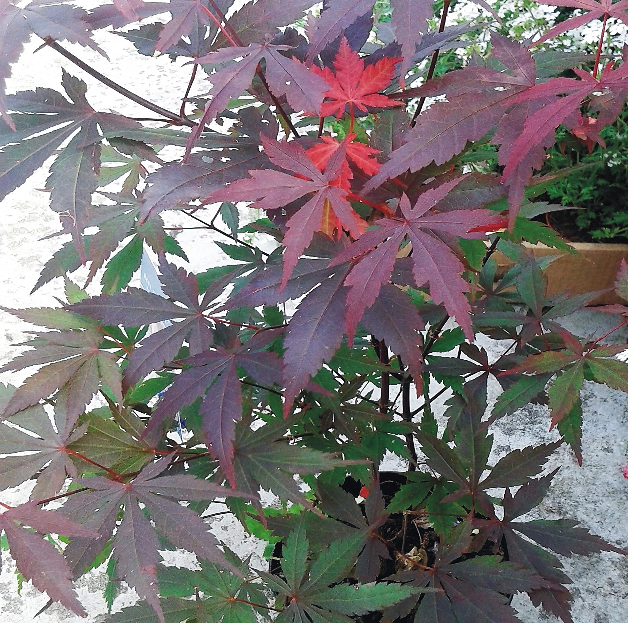 Arce Japones Semillas De Arce Japonés Purpura (Acer Palmatum Atropurpureum) - 15 Unidades Acer Palmatum Comprar - Foto 7