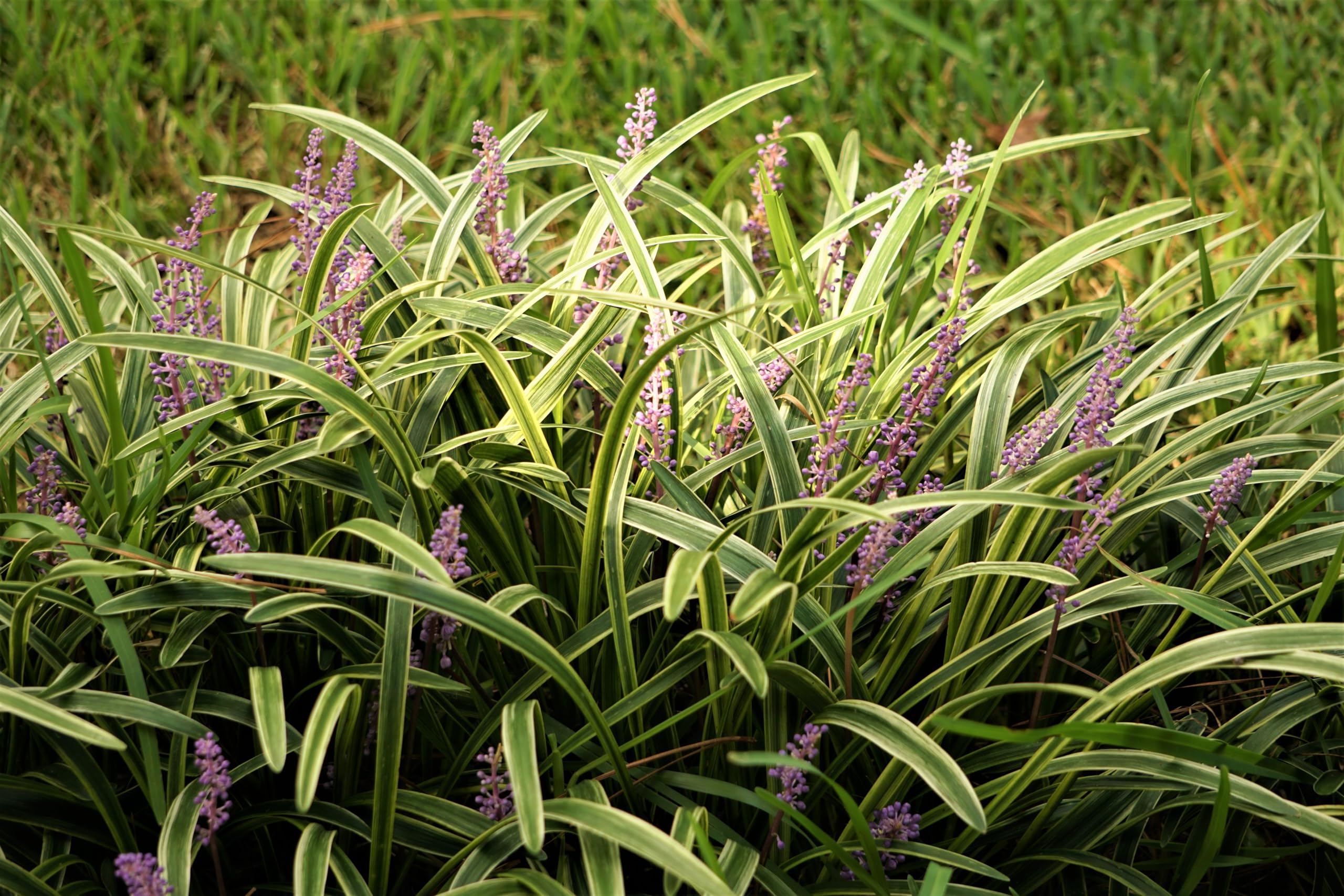Stauden Gänge 3 x Liriope muscari ‚Gold Banded' im 1 Liter Topf (Ziergras/Staude/Winterhart/Mehrjährig/Stauden/Immergrün) Bunte Lilientraube - Goldene Akzente für stilvolle Beete