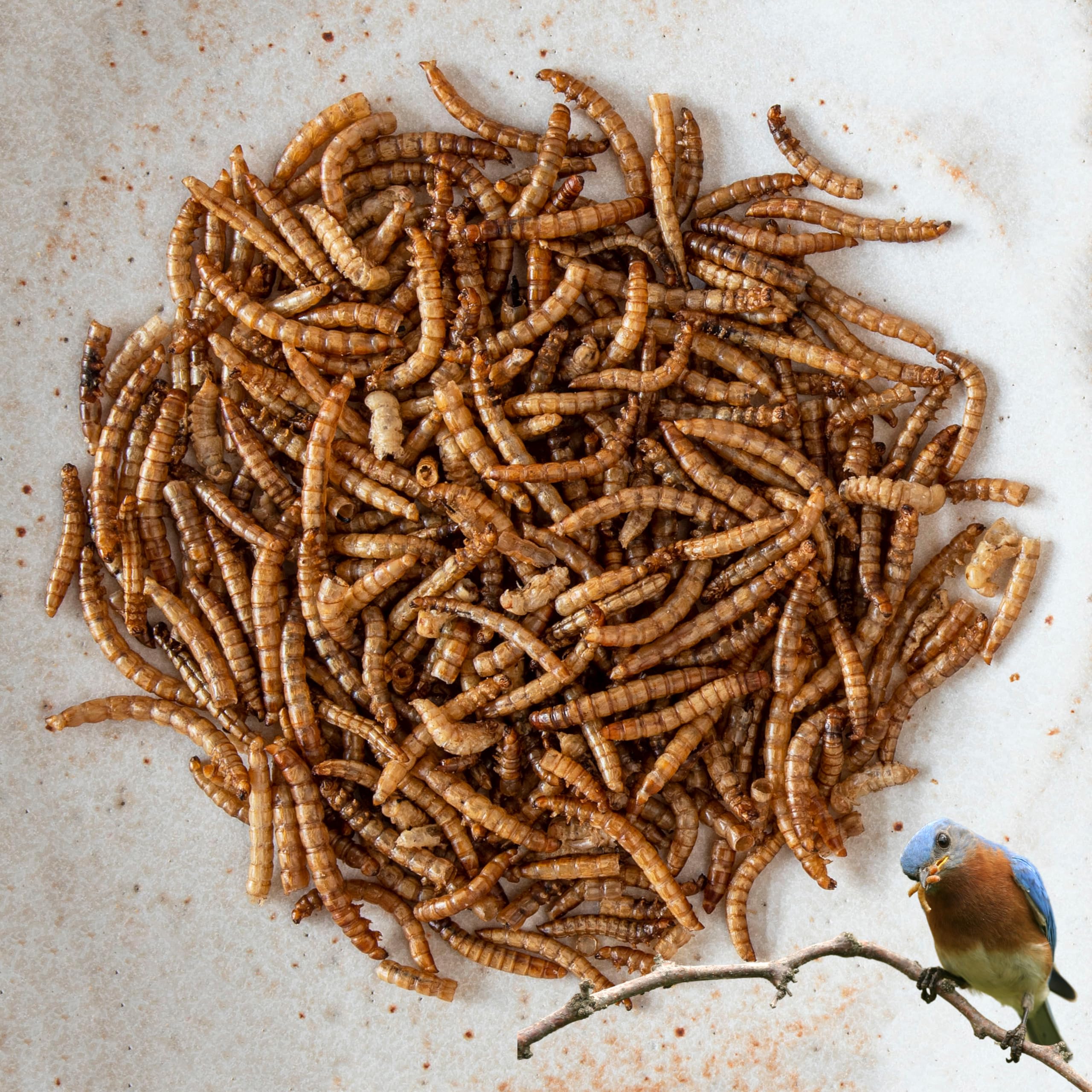 Insectenmix in emmer 5L - Buitenvogel Dieren in de t