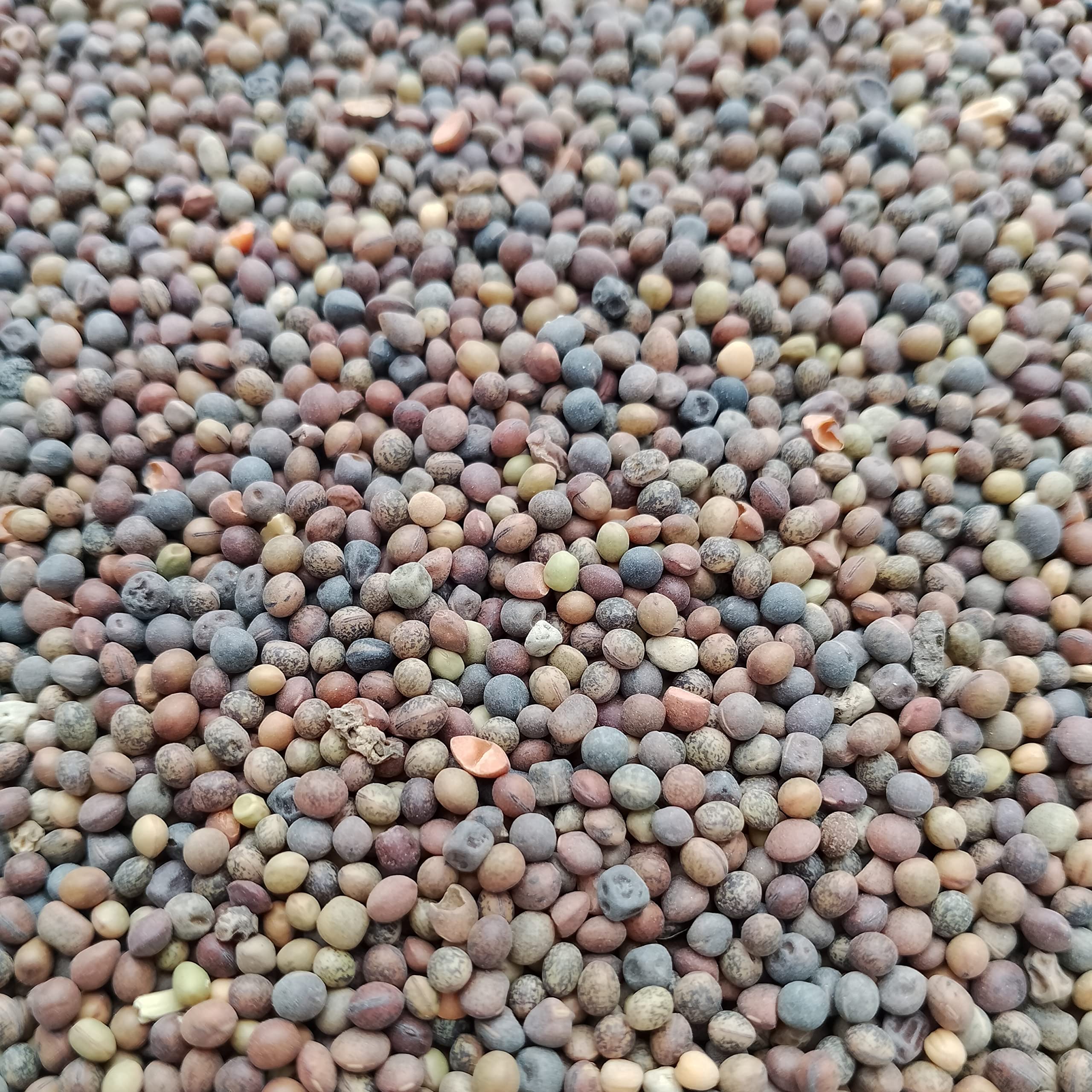 Hutka Pigeon Bird Food (800gm) (B0BZJZ7SPM) Amazon Price History, Amazon Price Tracker
