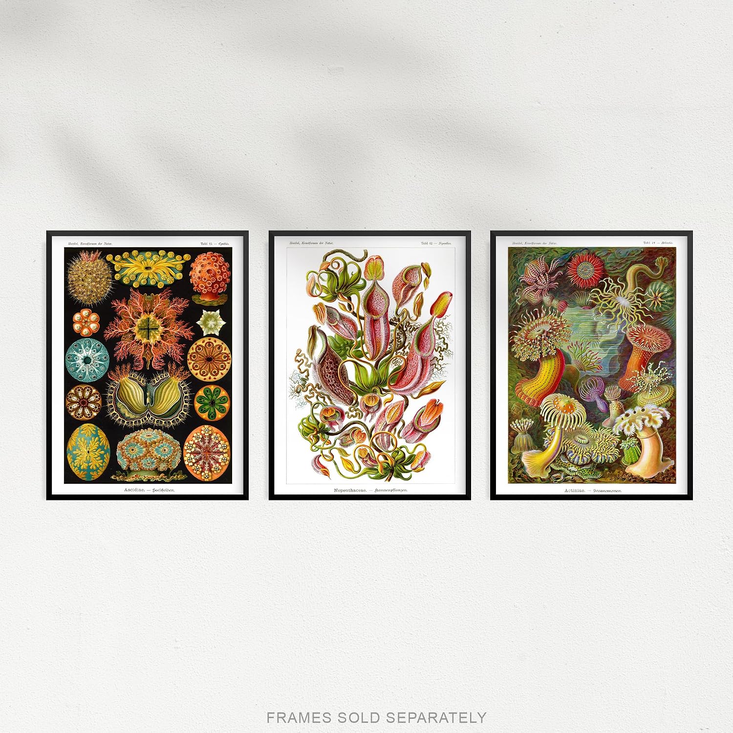 Artery8 Set of 3 Haeckel Colourful Vintage Illustrations Nepenthaceae Actiniae Ascidiae Plant Anemone Study Unframed Wall Art Living Room Poster Prints Pack