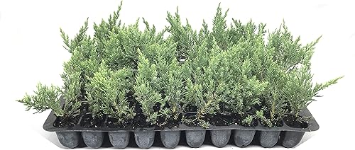 Miniatura 2 de Juniper Parsoni - 10 plantas vivas - Juniperus Squamata Expansa Parsons - Cubierta de suelo de hoja perenne resistente a la sequía resistente al frío