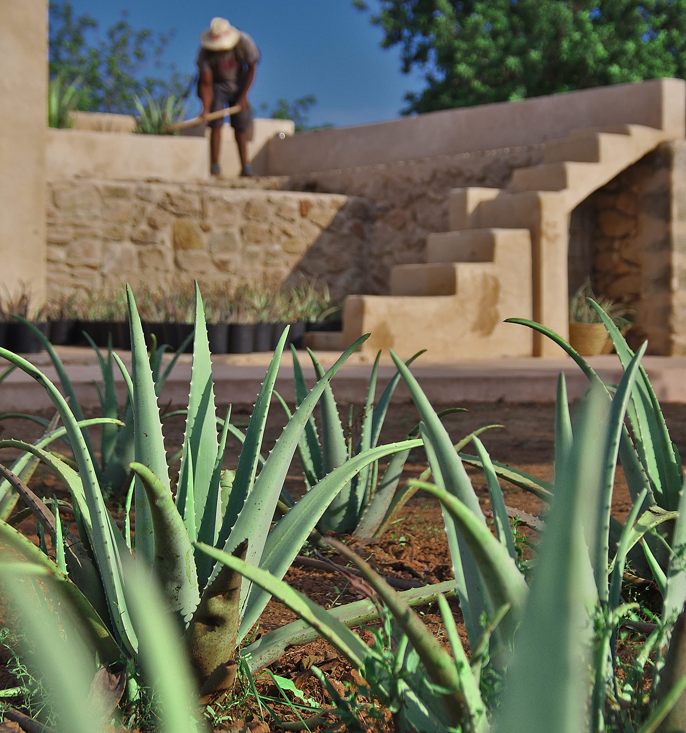 buy aloe vera KS Aloe Vera Succulent Plant – KS ARTS COLLECTION main image 1