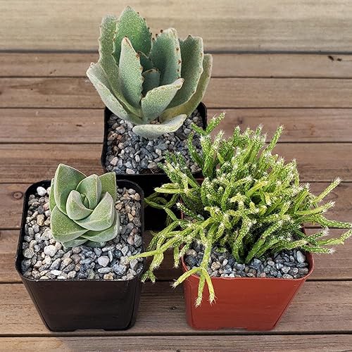 Miniatura 6 de Green Garden Suculentas de 2 pulgadas (paquete de 12) Cactus Suculentas Planta viva real