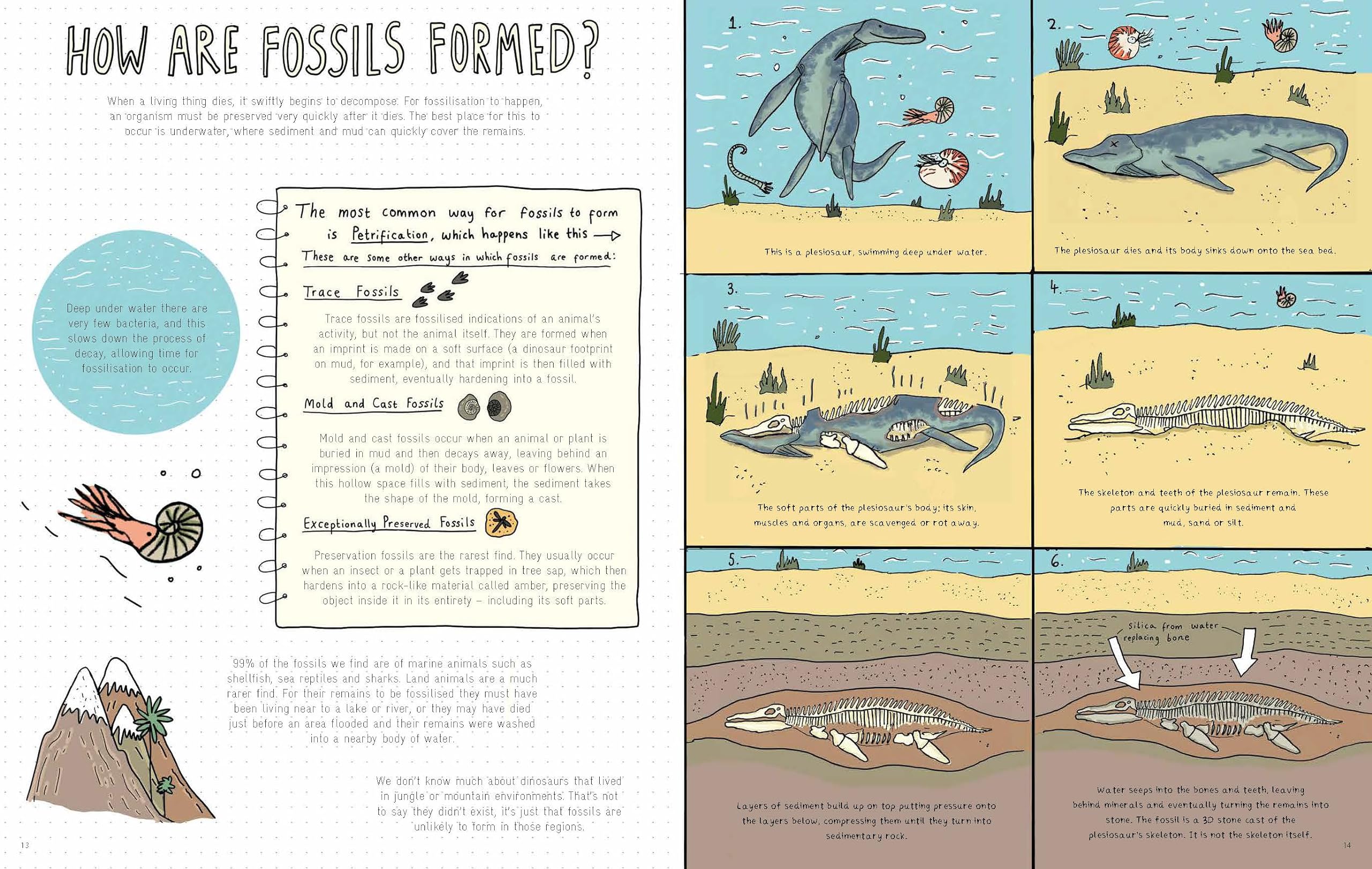 Stones and Bones: Fossils and the stories they tell