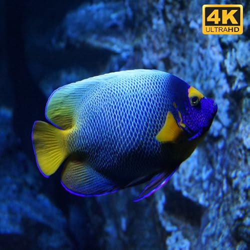 Aquarium screensaver 4k