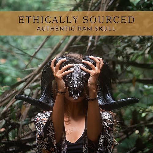 Vista 15 de Skull Bliss - Calavera de carnero de taxidermia auténtica tallada a mano con cuernos/decoración del hogar de cráneo de carnero genuino/decoraciones