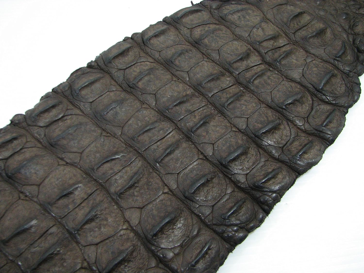 PELGIO Genuine Crocodile Alligator Hornback Skin Strap Leather Hide Pelt Chocolate Brown (5.5" x 44")