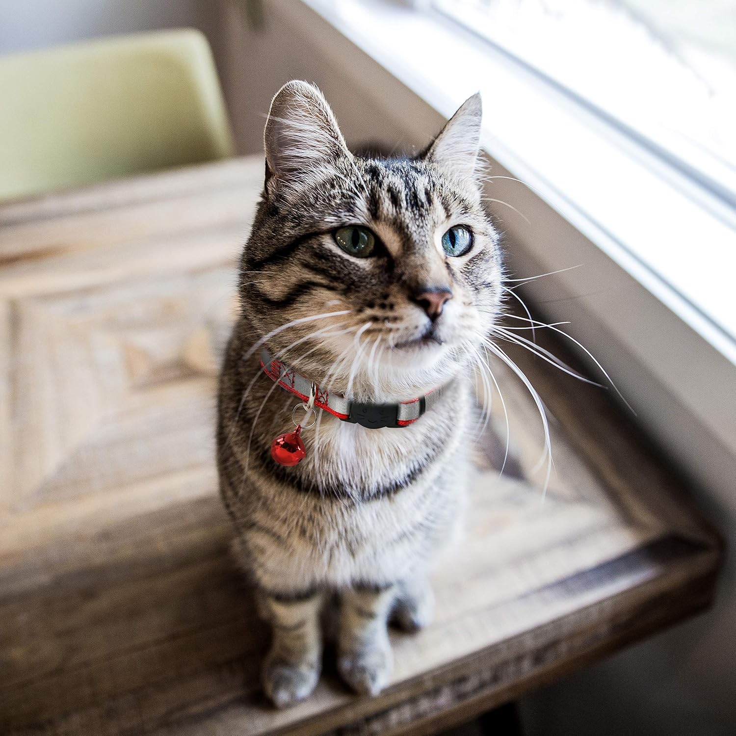 boy kitten collars