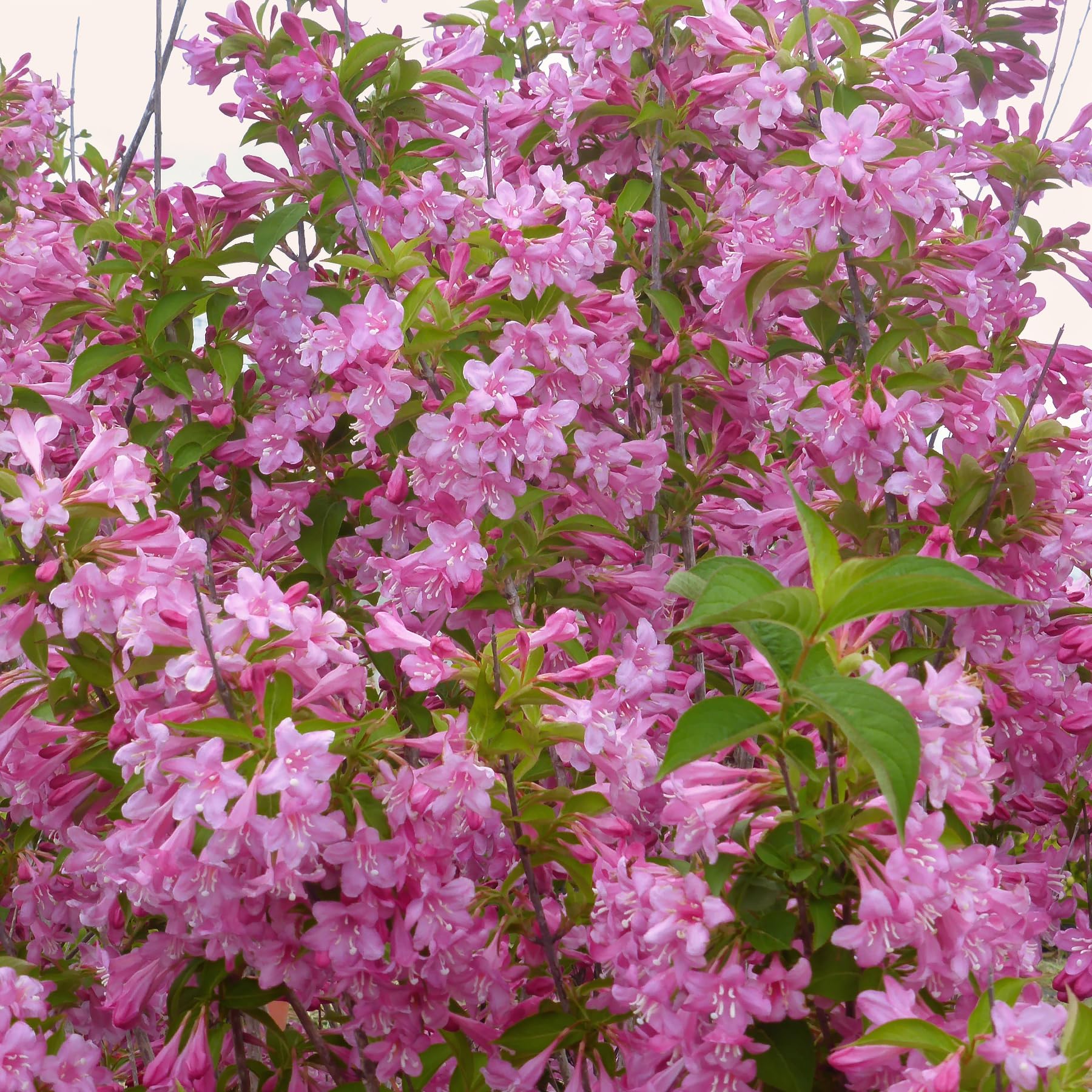 Weigela Florida, 4 piante alte 30/40 cm, vaso 13