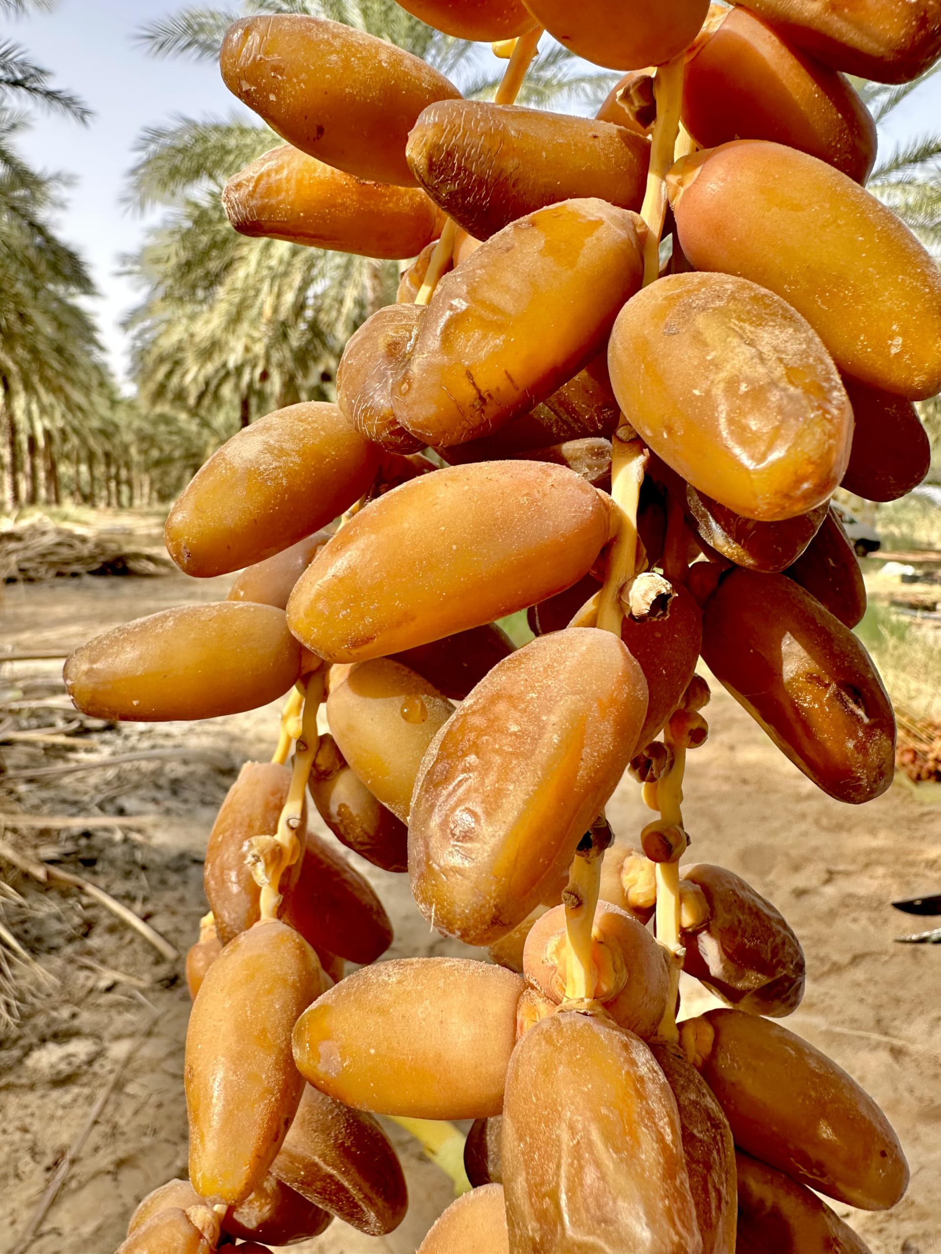 5 Kgs de Dattes Branchées - Nouvelle Récolte 2025/26 - Direct du Producteur - Les Palmiers d’Anis