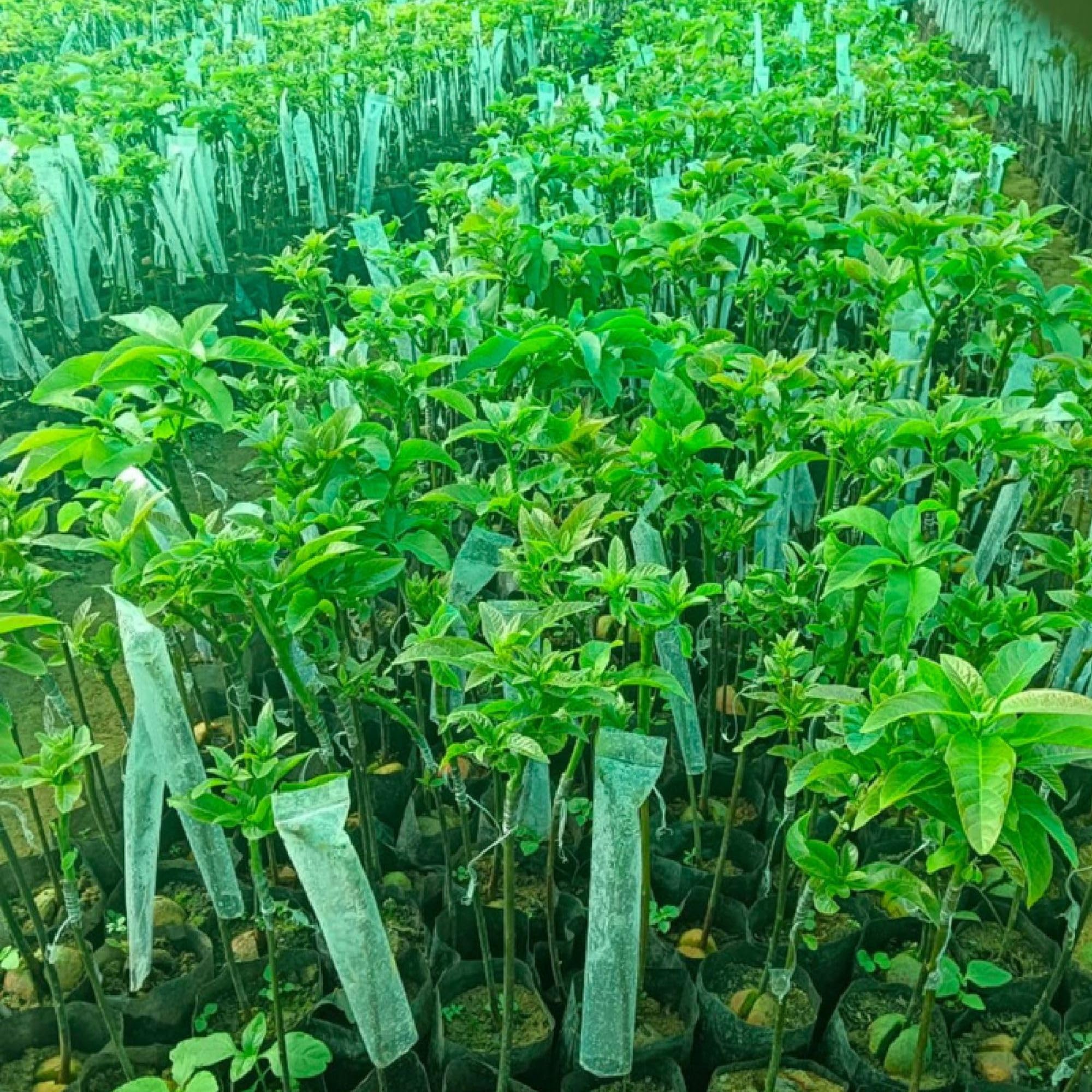 AgriVision Grafting Cover 2 x 10 Inch | Transparent Plant Wrap for Nursery, Garden & Outdoor Use (Pack of 200)