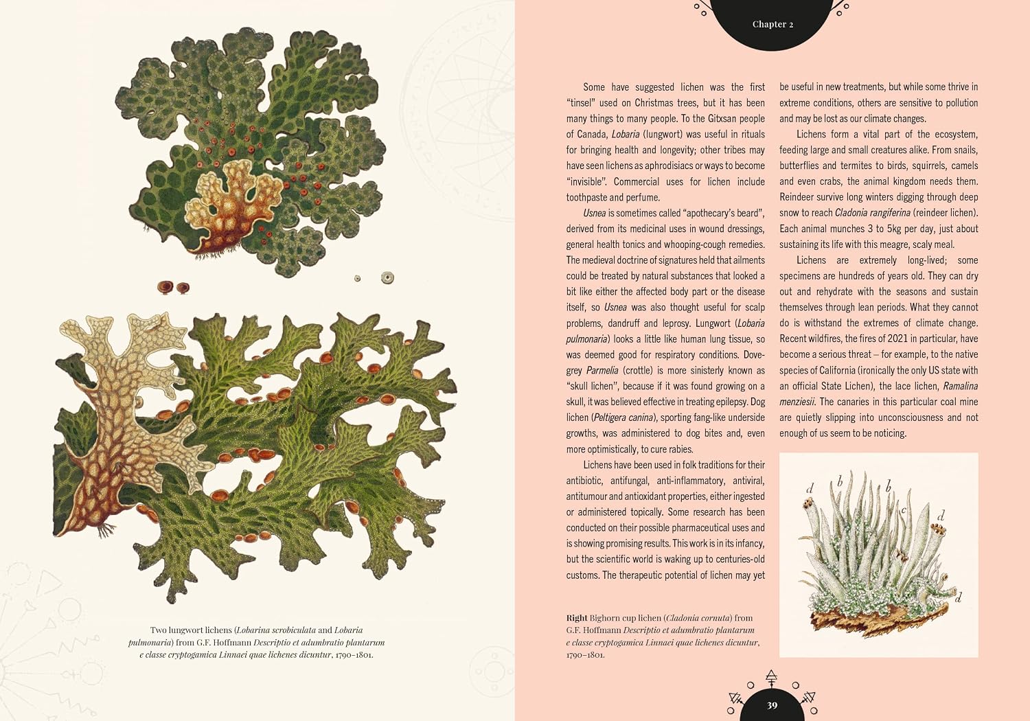 The Magic of Mushrooms: Fungi in folklore, superstition and traditional medicine (Royal Botanic Gardens, Kew)