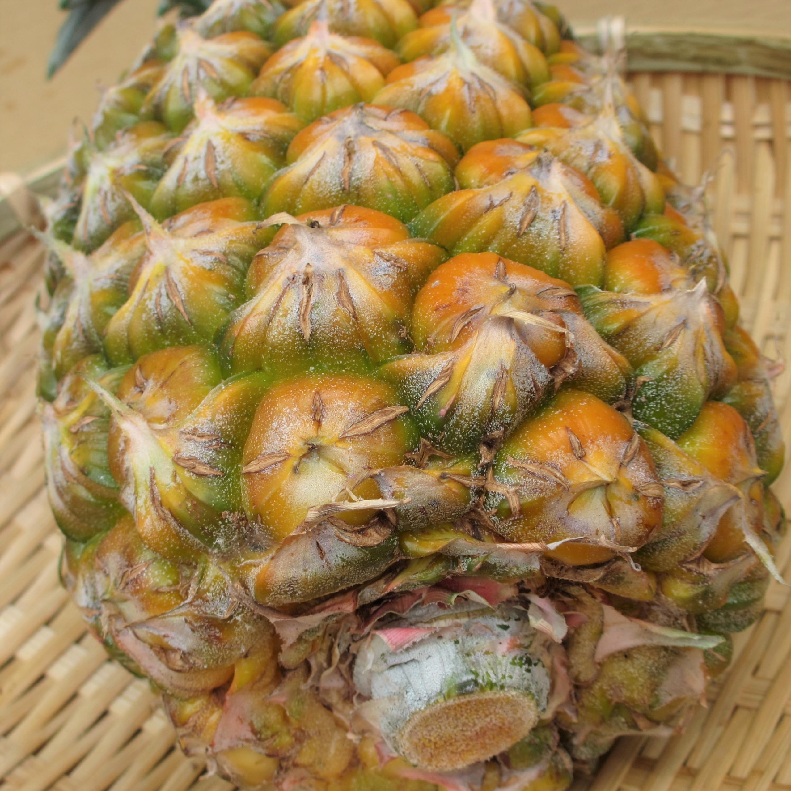 Amazon.co.jp: ゴールドバレルパイン1玉 約1.5kg 沖縄県産