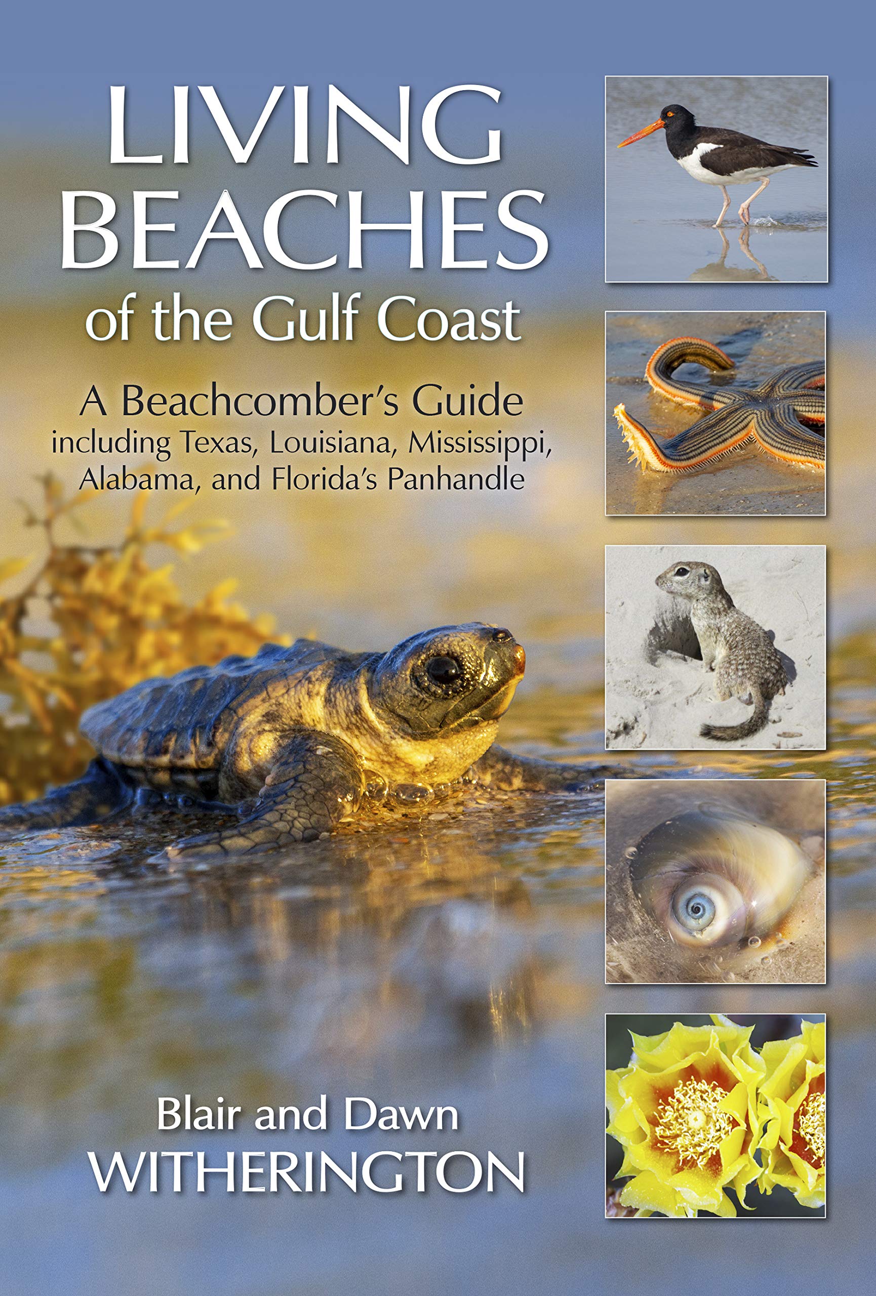 Buy Living Beaches of the Gulf Coast A Guide including