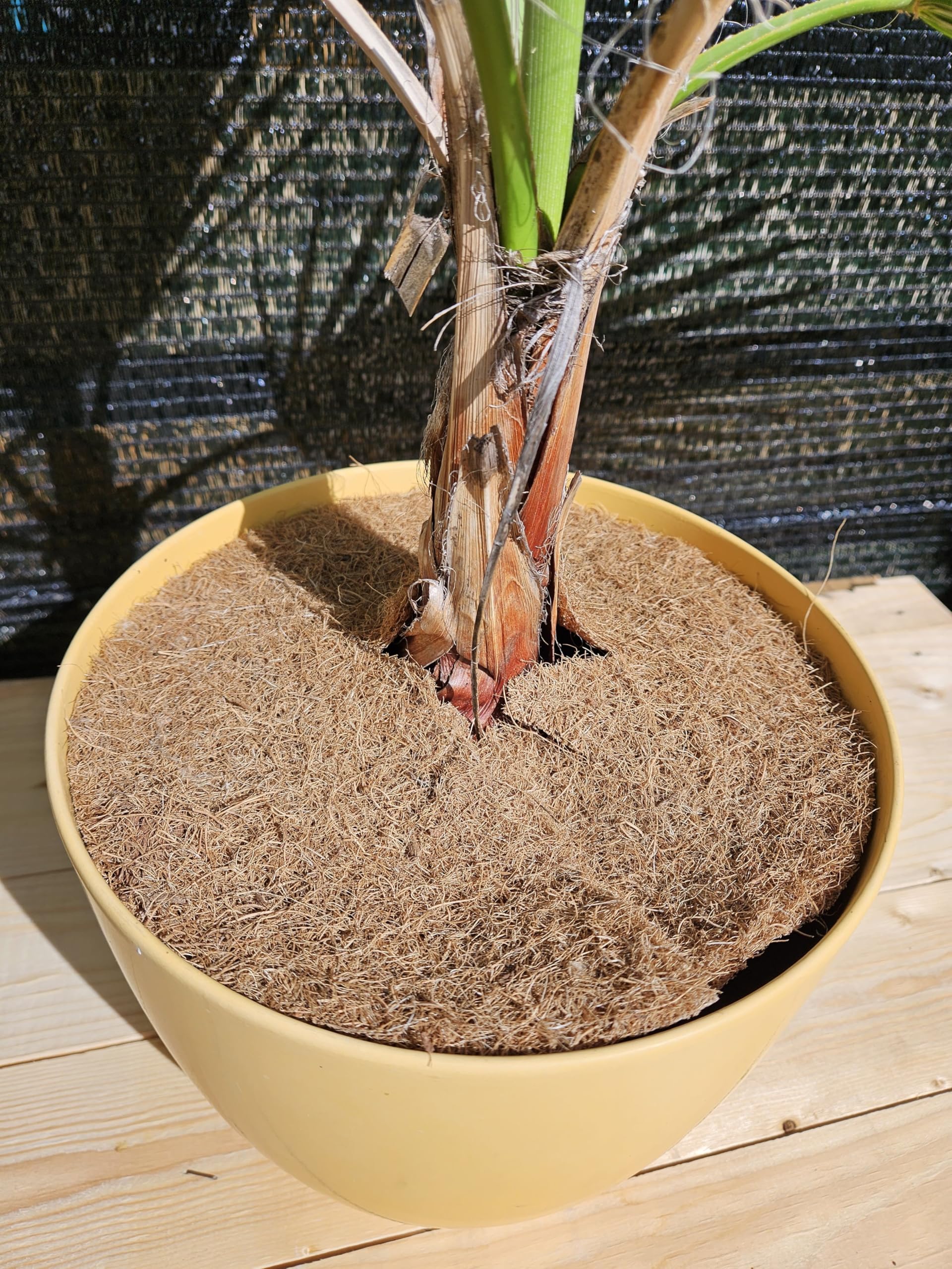 EraGreen® 5 discos de coco de 80 cm de diámetro, 100% fibra de coco, protección contra heladas para plantas en macetas y macetas, protección contra heladas para plantas en macetas y macetas,