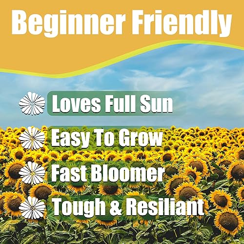 Miniatura 2 de Park Seed Procut White Lite - Semillas de girasol, flores de 4 pulgadas son duraderas en jardín o jarrón, paquete de 50 semillas