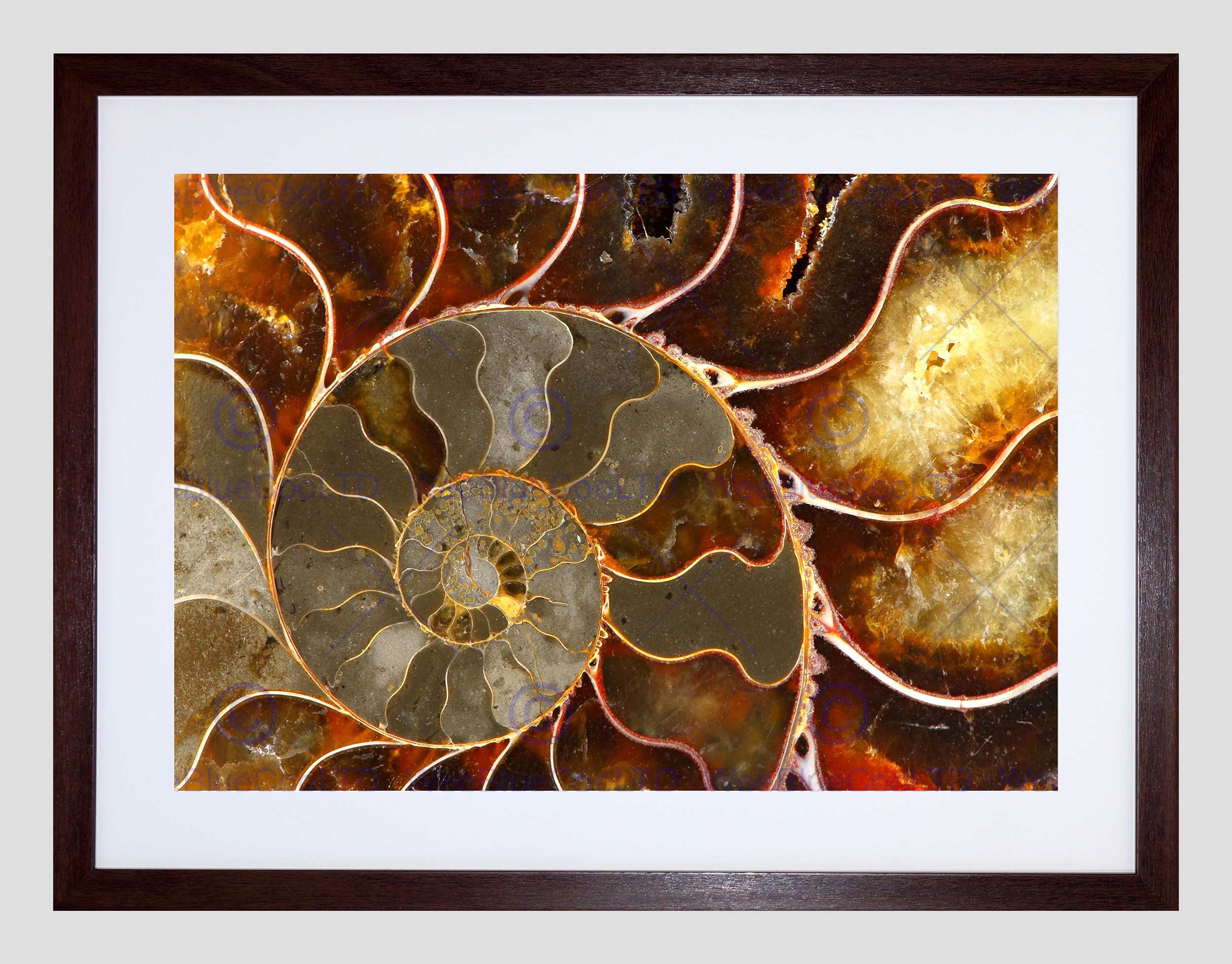Wee Blue Coo Photo Macro Close Up Fossil Ammolite Shell Cool Framed Wall Art Print