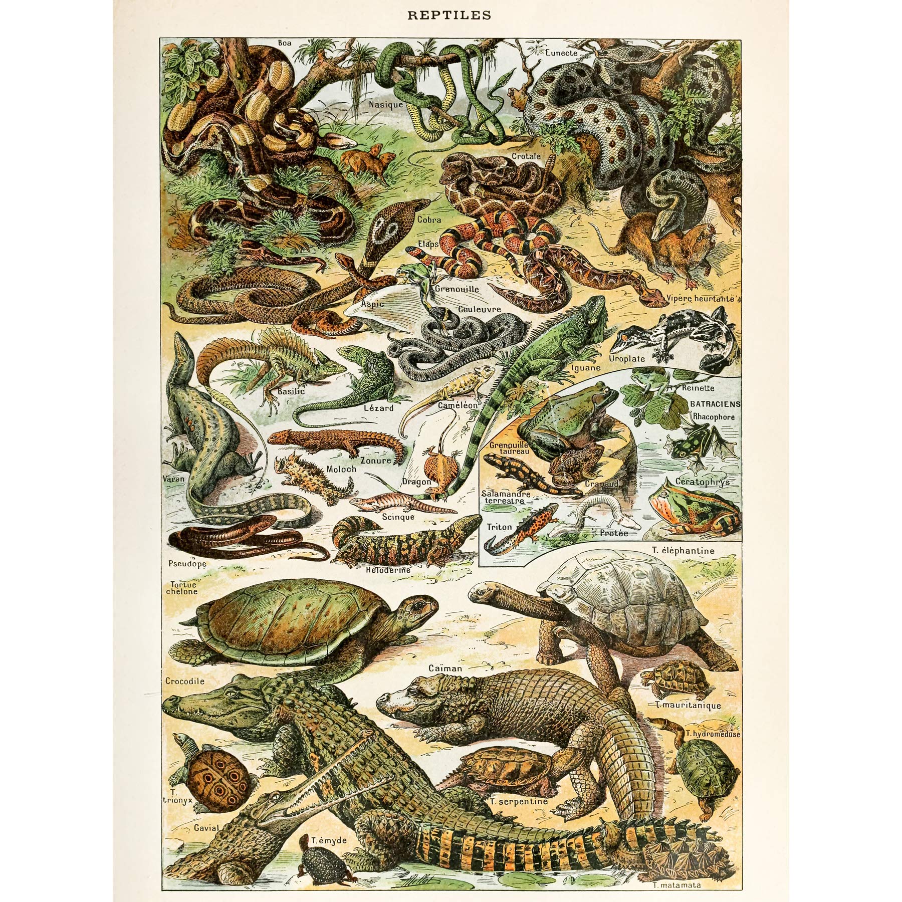 Artery8 Millot Encyclopedia Page Reptiles Snake Tortoise Premium Wall Art Canvas Print 18X24 Inch