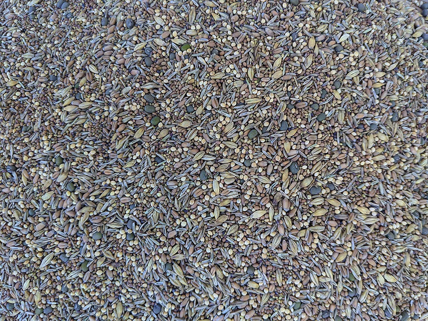 No-Till Solutions Poultry Pasture Mix
