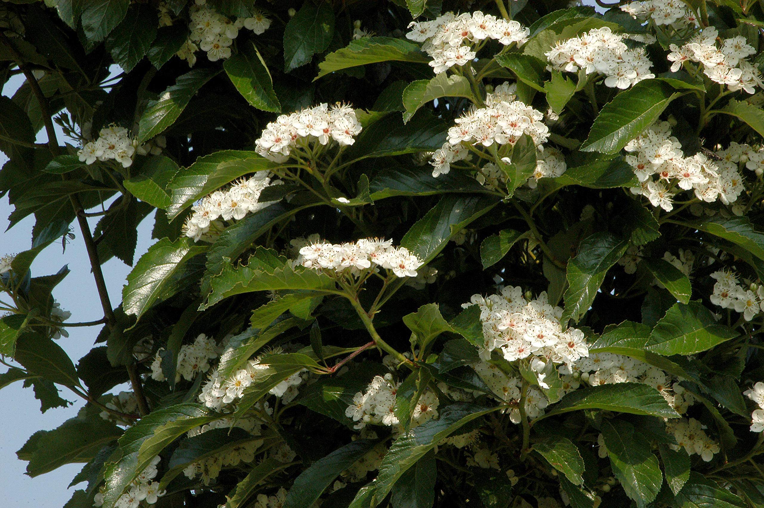 Apfeldorn Crataegus lavallei Carrierei 60-100 cm Zierbaum winterhart
