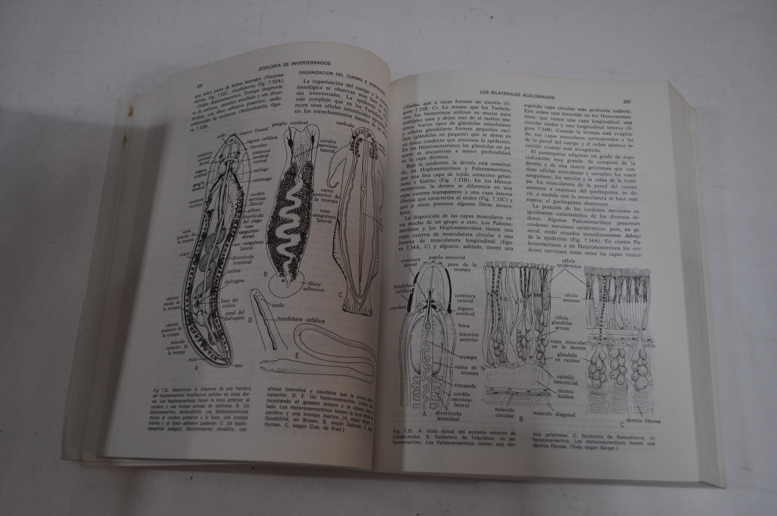 Zoologia de invertebrados