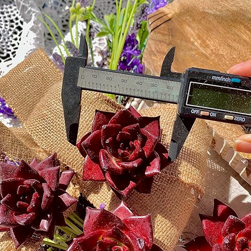 Miniatura 8 de Plantas suculentas Live Echeveria Agavoides v. Romeo Rubin - Suculentas de raíz desnuda de fácil cuidado para decoración de interiores y exteriores,