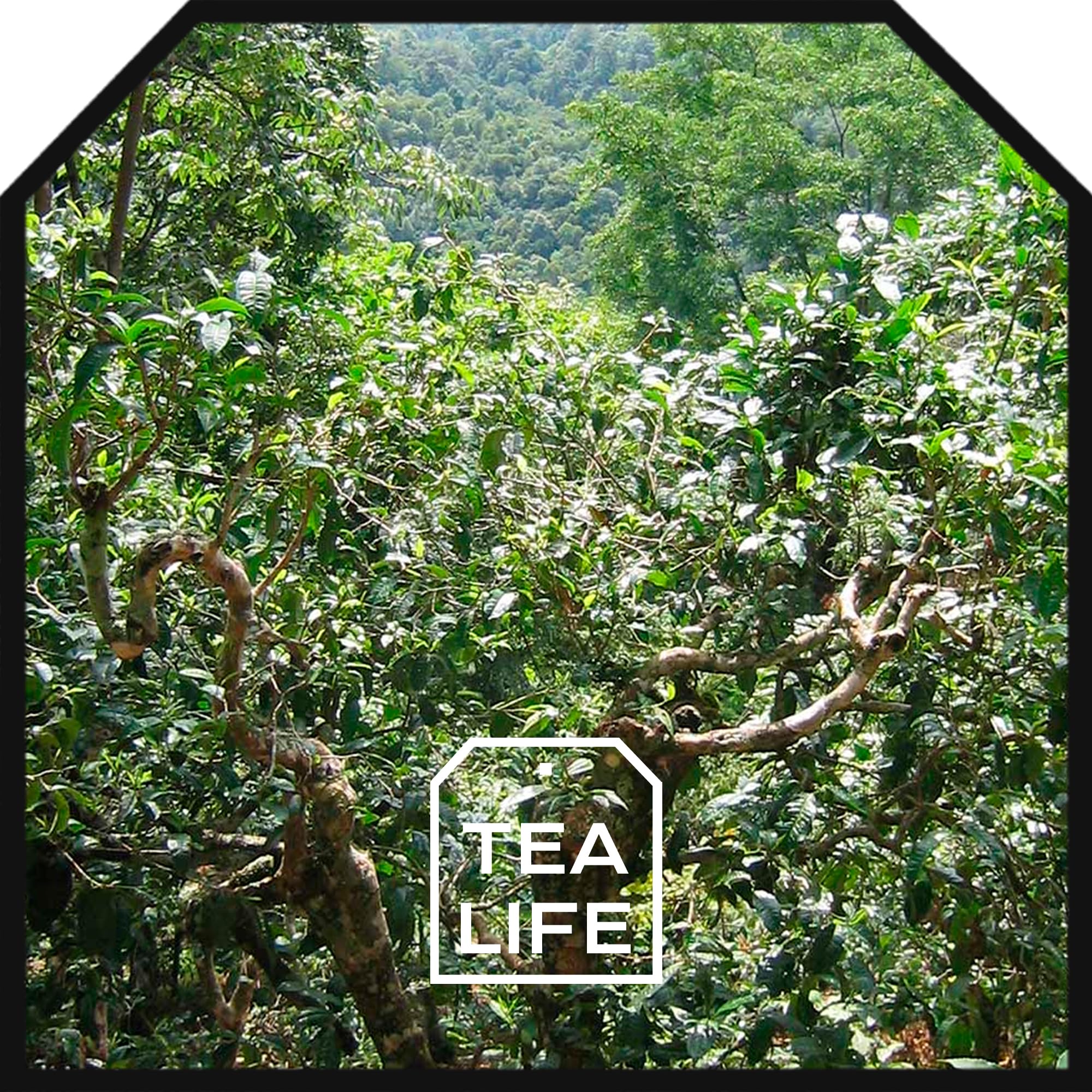 Te Rojo Pu Erh 200g - Te Rojo Pu Erh a Granel - Propiedades Naturales (200 gr)