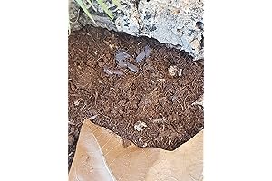 Powder Blue Isopods and Springtail Culture Combo Pack