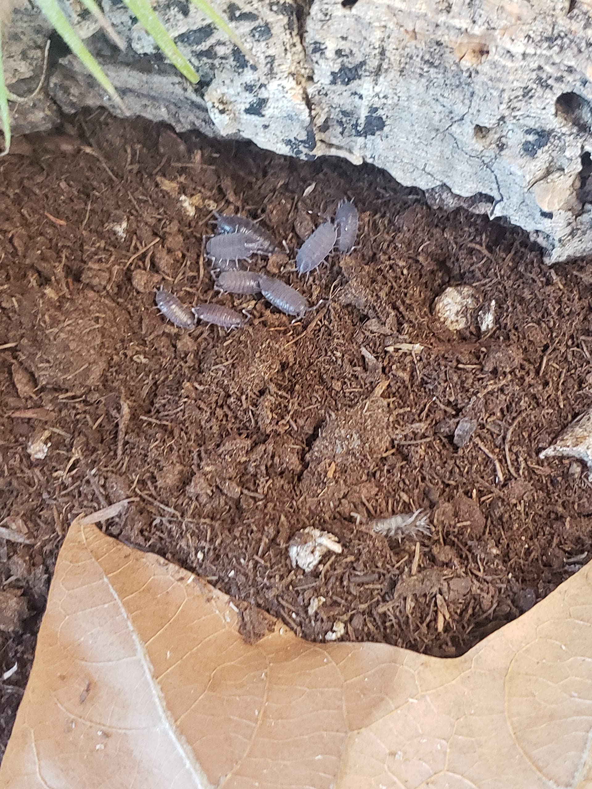 Live Combo Pack 15 Powder Blue Isopods and 8 oz Springtail Culture, Bioactive Clean up Crew, Live Isopods, Bioactive Terrarium