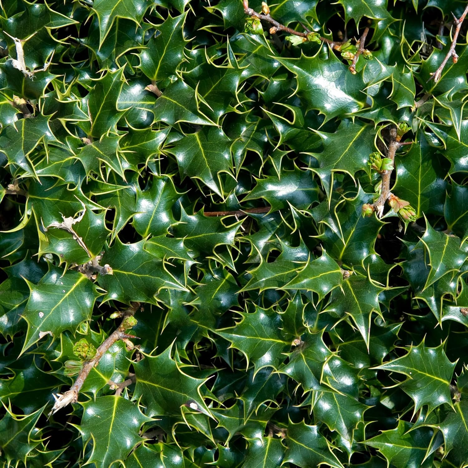 Ilex aquifolium English Holly Common Holly Garden Shrub Outdoor