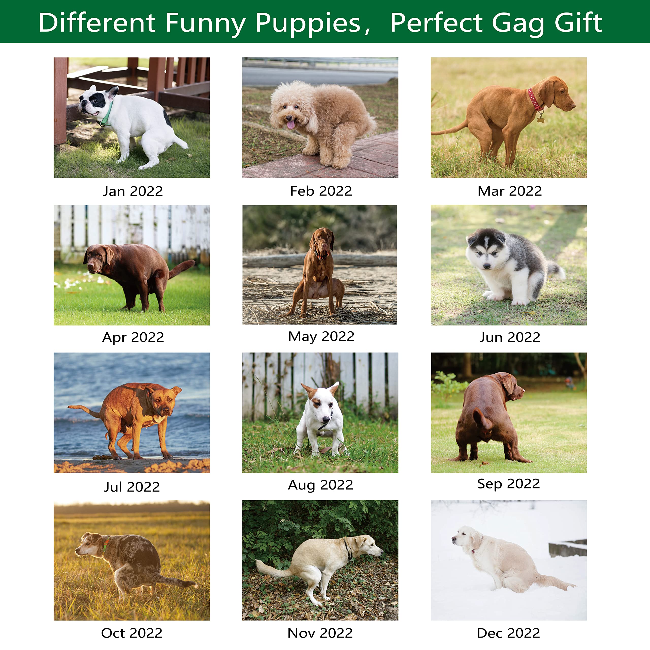 2022 Calendar Pooping Dogs Wall Calendar 2022 from Jan 2022 Dec 2022