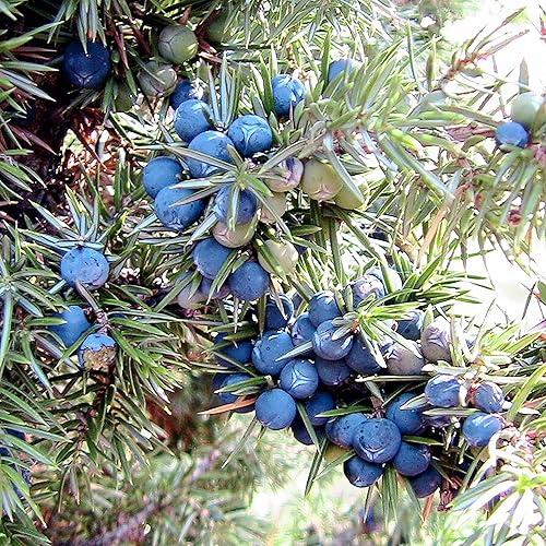 Miniatura 5 de YEGAOL Garden - Semillas de enebro comunes Juniperus Communis, planta de mérito vistosa, hoja perenne de bajo mantenimiento, resistentes a los