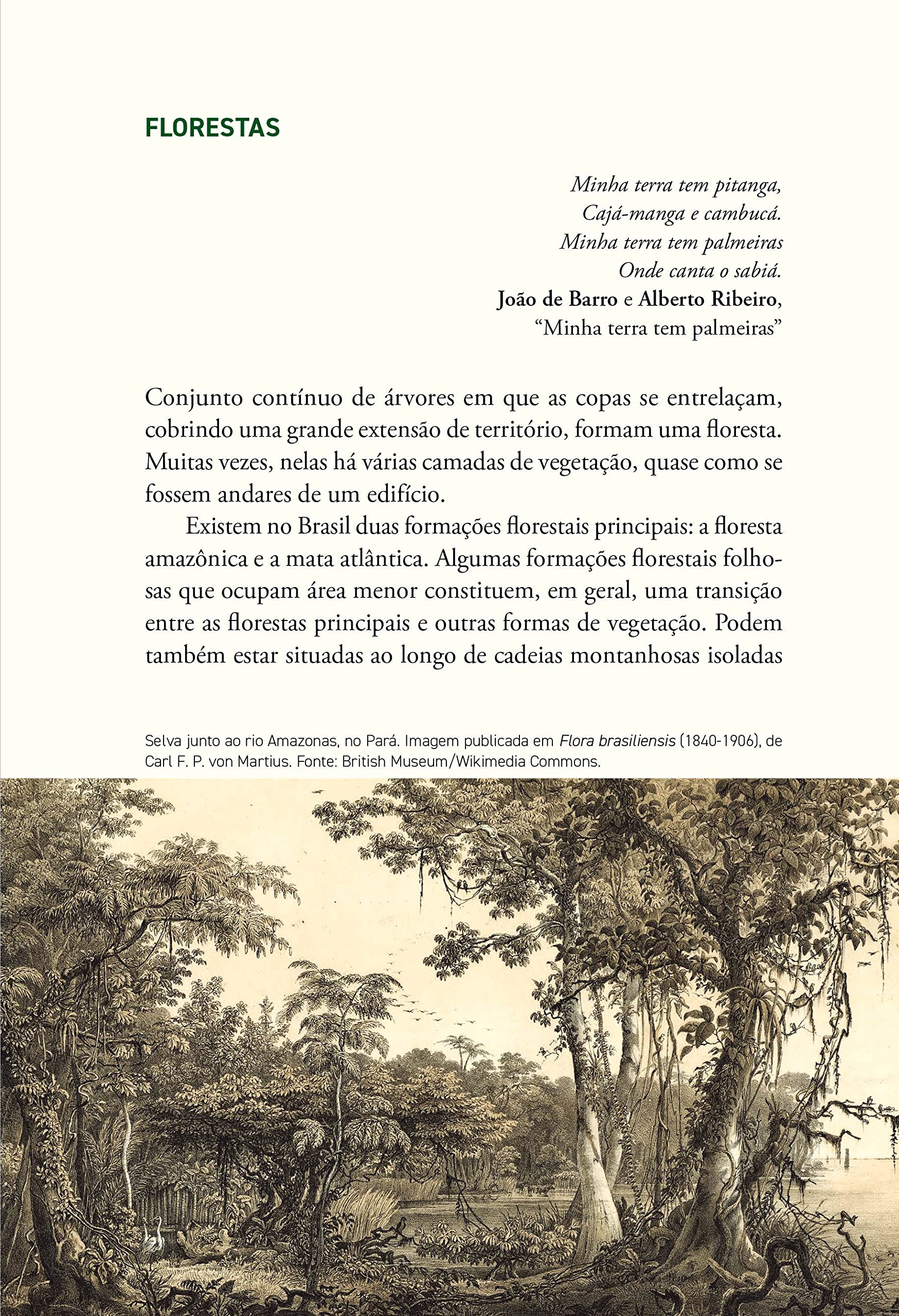 História das florestas brasileiras