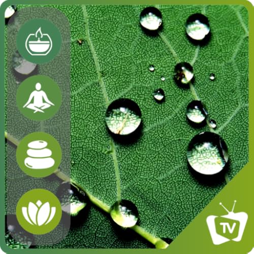 Som da Floresta de Chuva & Natureza: Som Relaxante da Chuva para Dormir e Meditar, Estudo, Sons da F