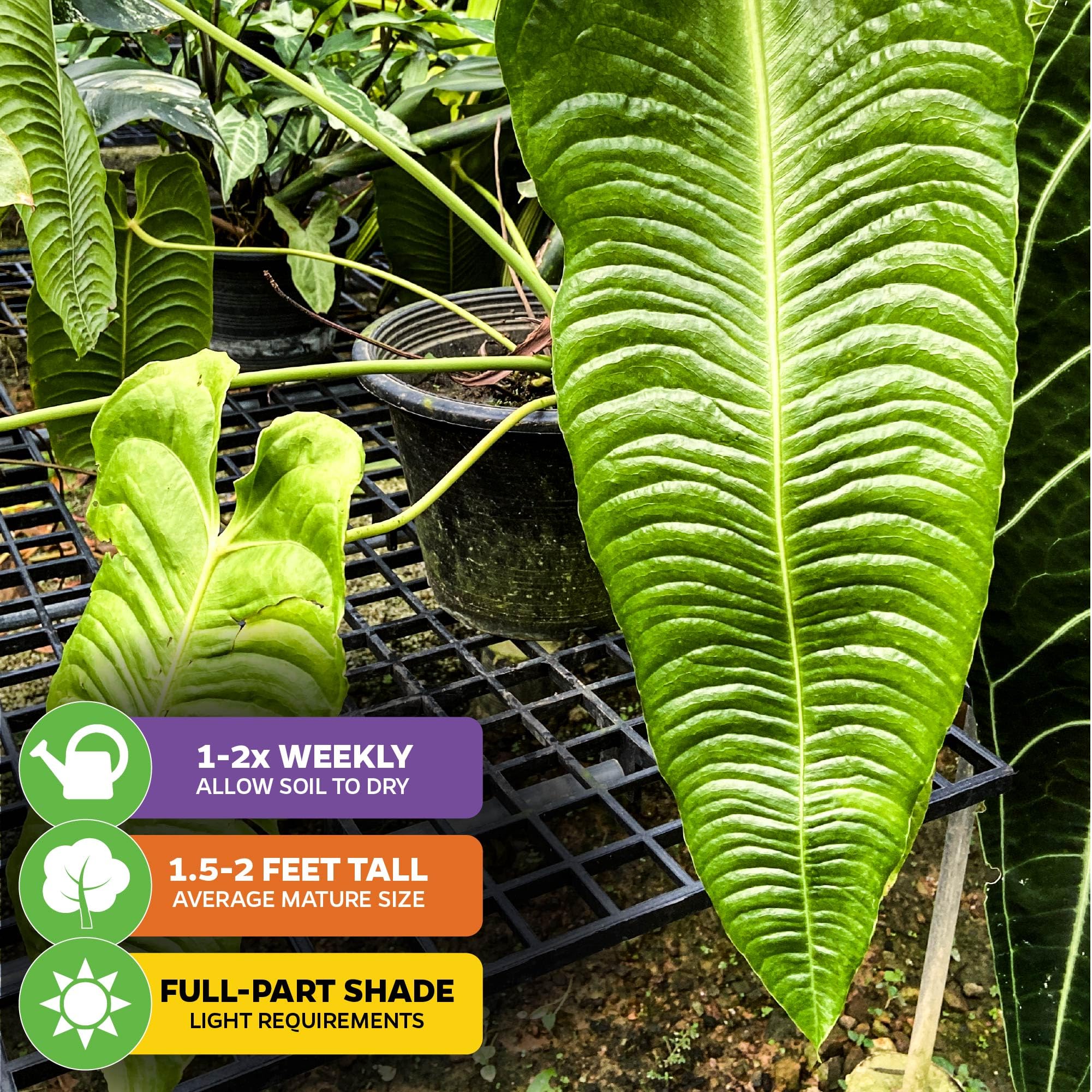 Amazon.com : King Veitchii Anthurium - Anthurium Veitchii by Wellspring  Gardens - Live Starter Plant - Live Indoor Plant - Ideal Air Purifying  Plant for Home or Office, Great for Indoor Gardening :