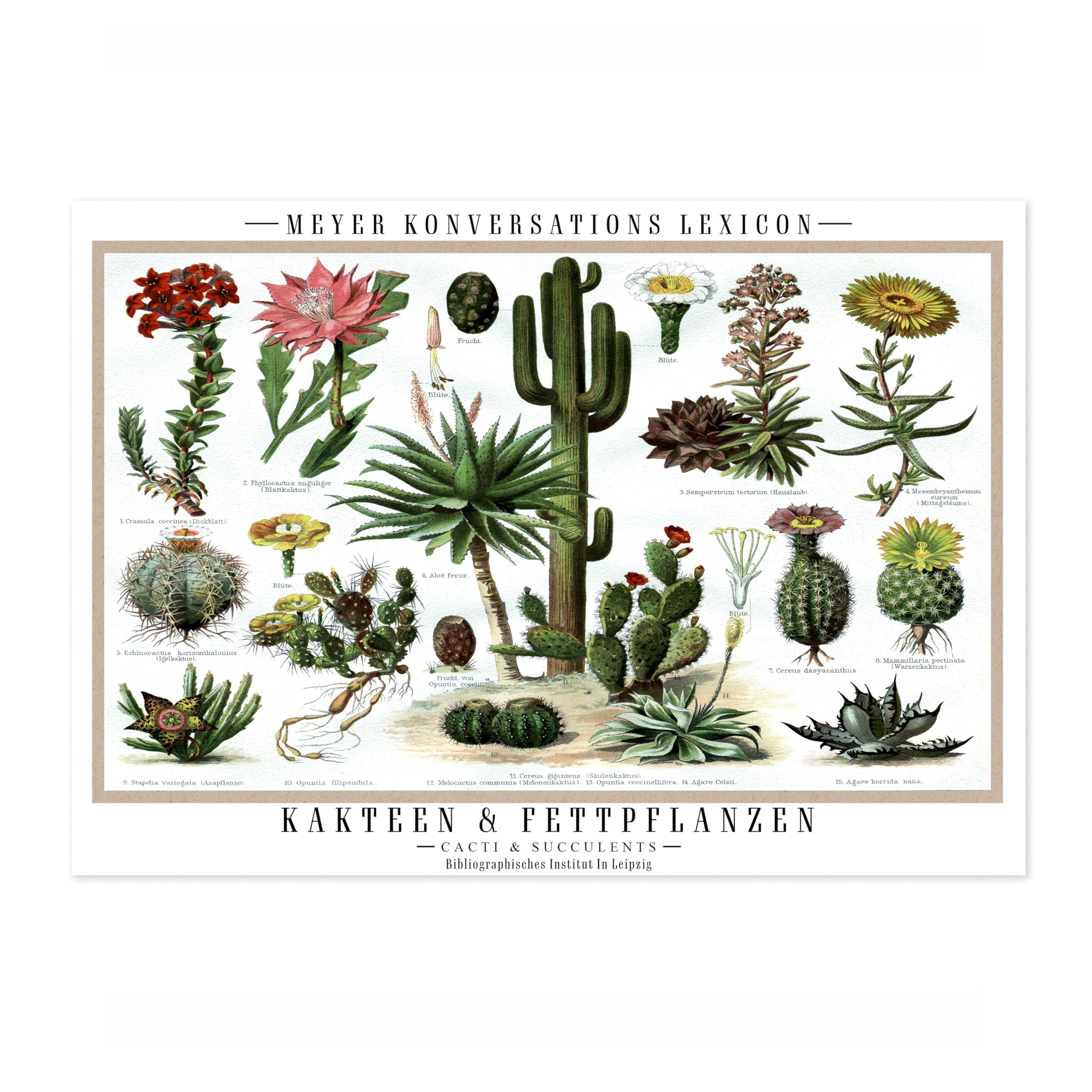 Cacti & Succulents Poster, Vintage Botanical Art Prints, Retro Encyclopedia Illustration Wall Art Plants Botany Pictures, Bedroom Living Room Home Decor, A1 (Print Only) - 84.1x59.4cm