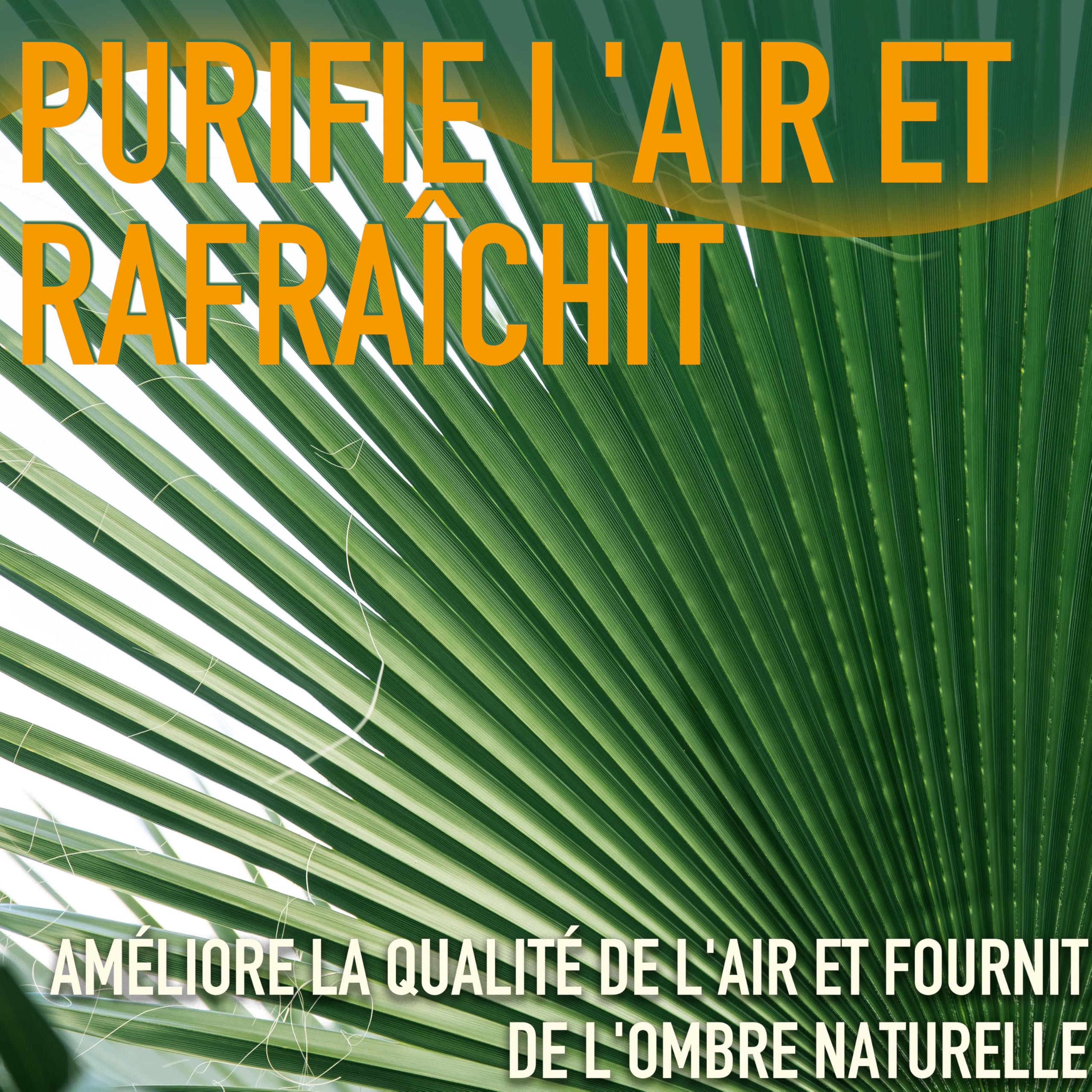 Sunny Tree - Palmier - Washingtonia Robusta - Multi-tronc - 140-160 centimètres avec pot - Palmier éventail mexicain