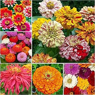 Seed Needs, 1,000+ Crazy Blend Zinnia Seeds for Planting (Zinnia Elegans) Heirloom, Open Pollinated & Untreated - 15+ Vari...