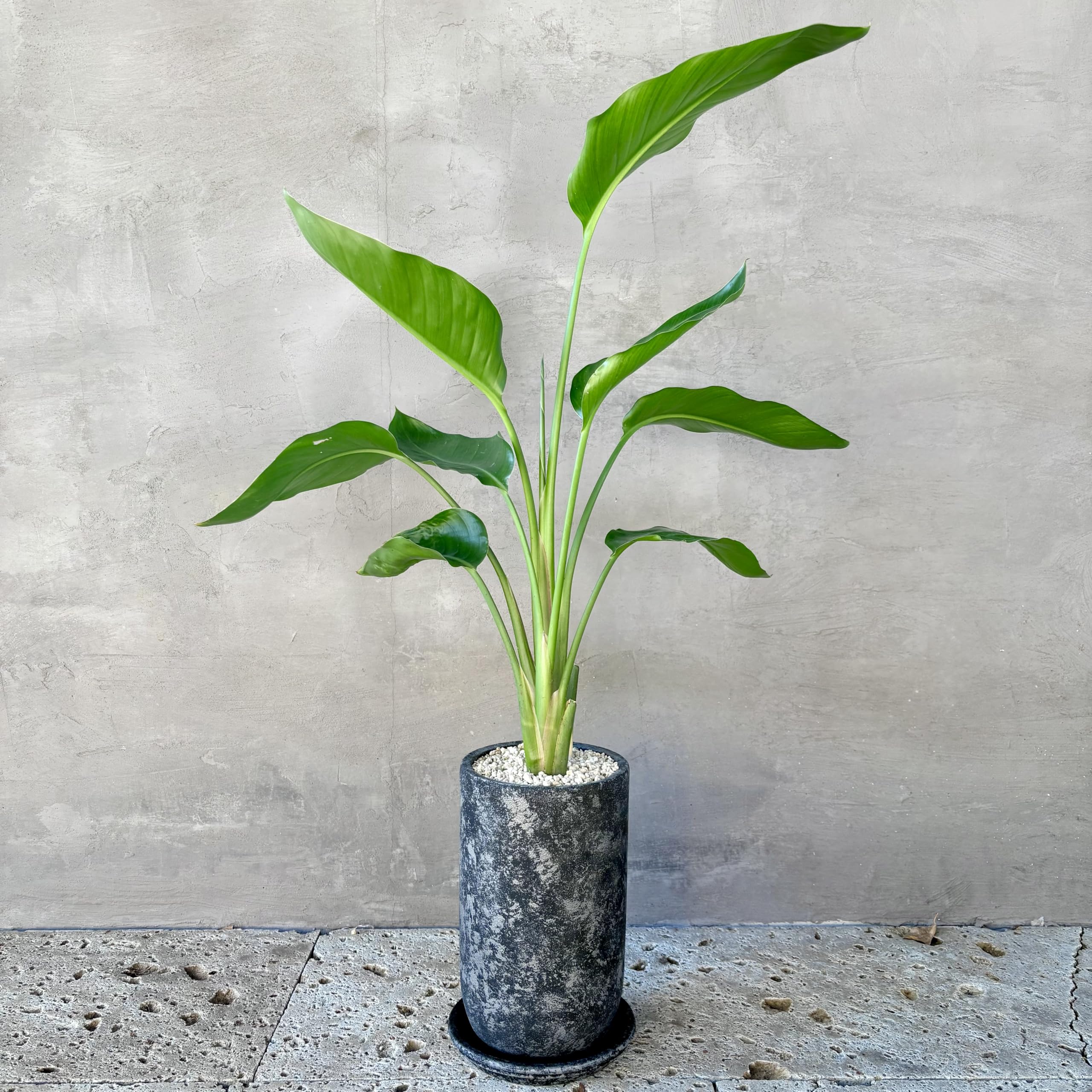 Amazon｜SUZUHA 観葉植物 本物 ストレリチア オーガスタ 5号 セメント